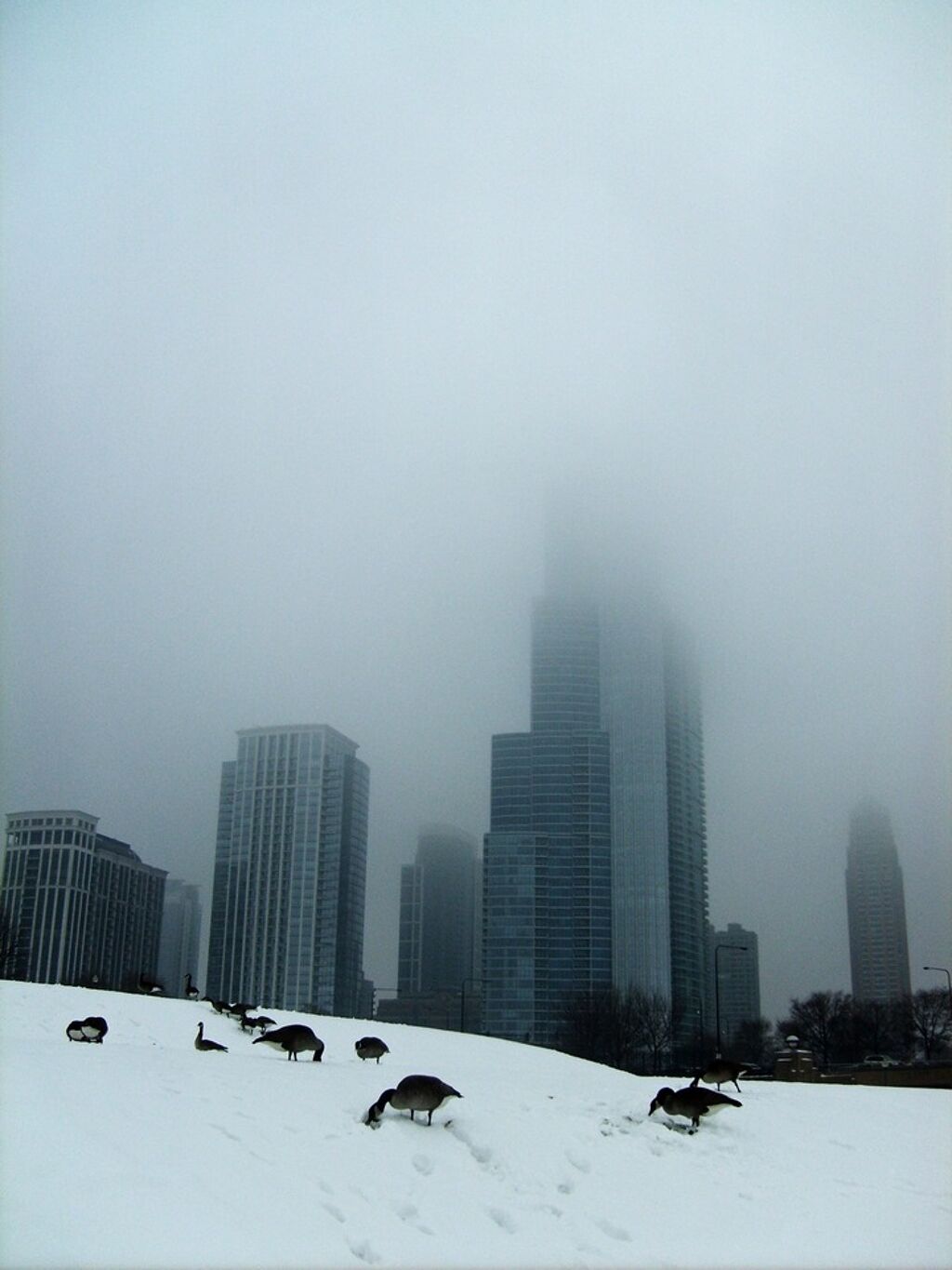 Geese forage in the snow with the fog covered tall buildings of Chicago overlooking them